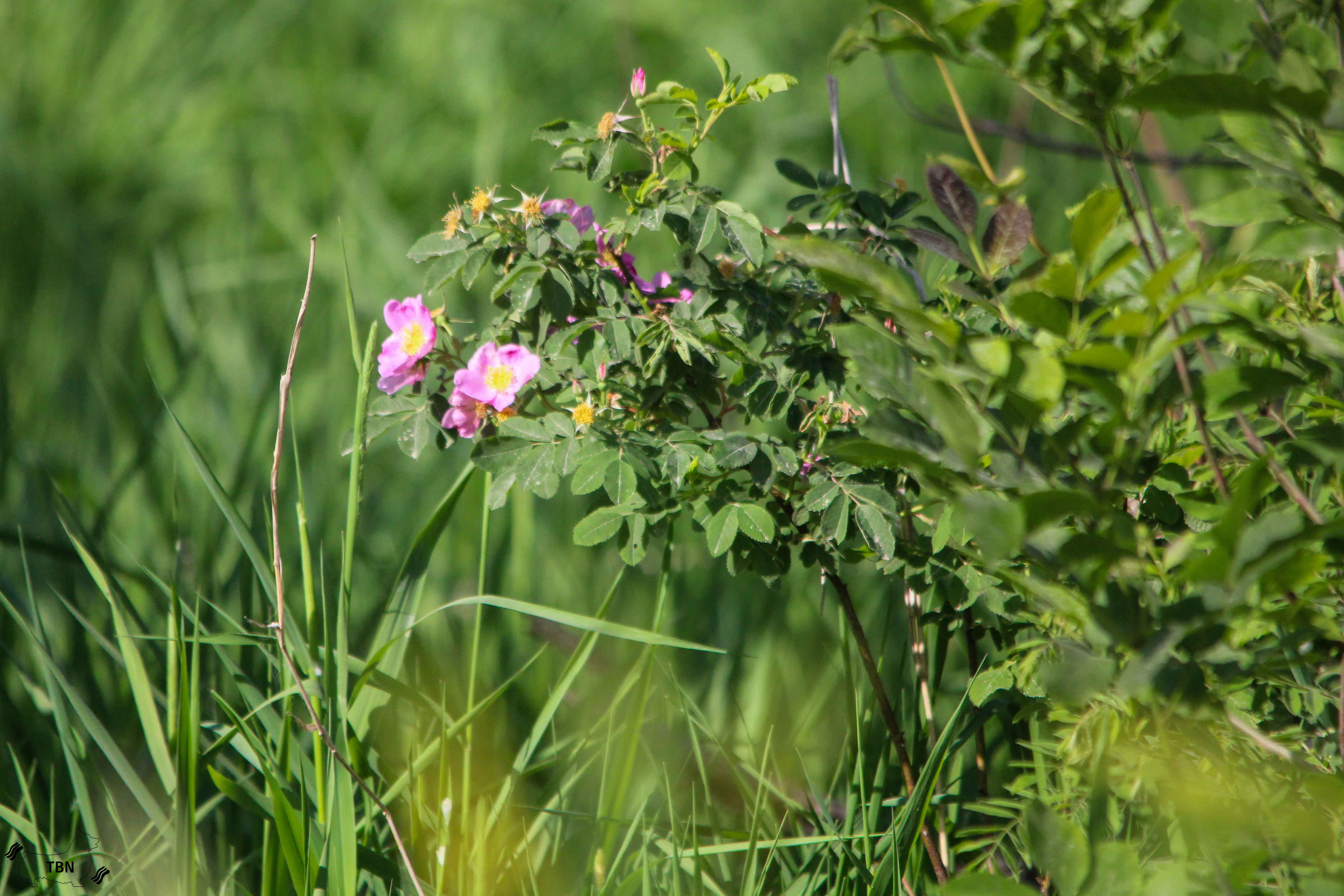 Wild Rose
